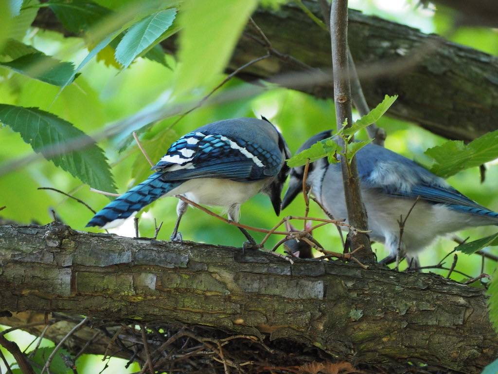 blue jay family by nevermindtheend is licensed under CC BY-NC-ND 2.0